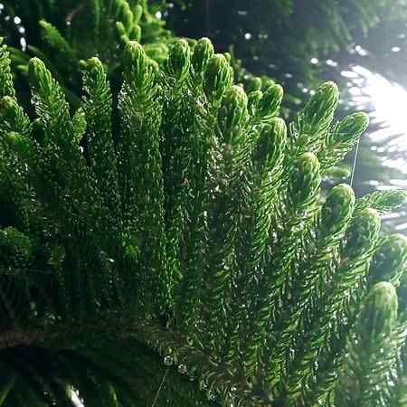 Is plant ka Kya name ha??