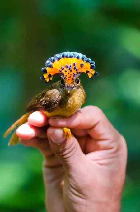 Beautiful strange bird ...🔥😍