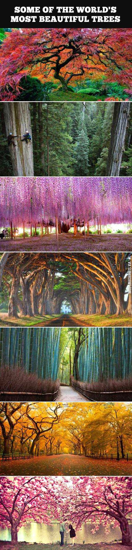 Tremendous image.. beautiful tree in the world...