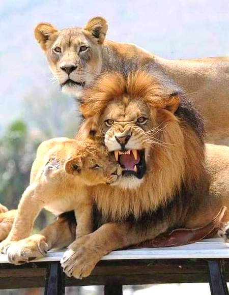 So sweet King family 🦁