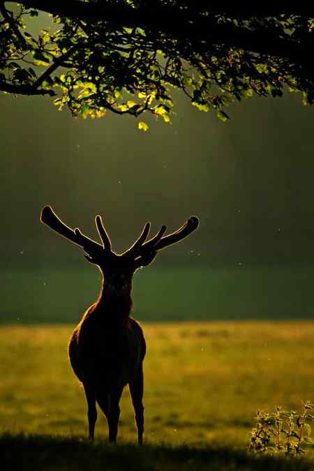 Amazing pic of animal 🔥