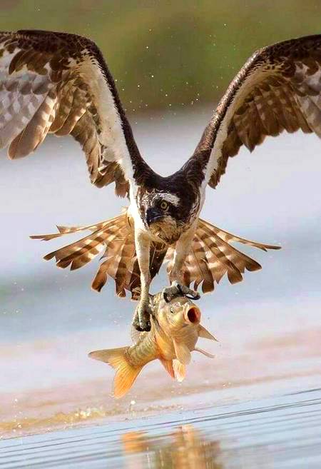 Incredible capturing!