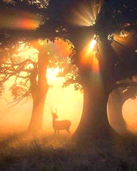 Stunning shot!