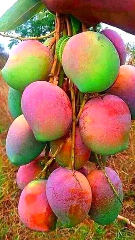 Red color mangoes