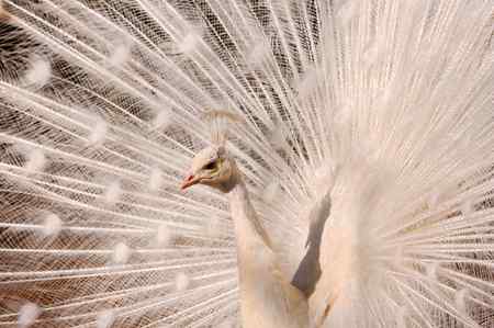 Aslamualaikum and 
subha bakhir