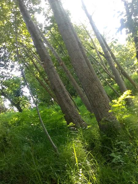 Khebar pokhton khawa