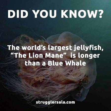 Do you hear about jellyfish