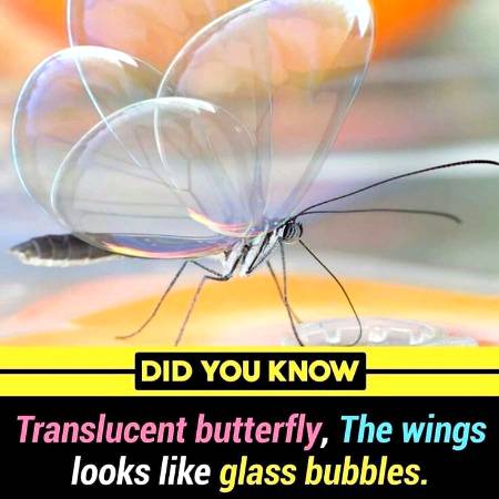 DID YOU KNOW??