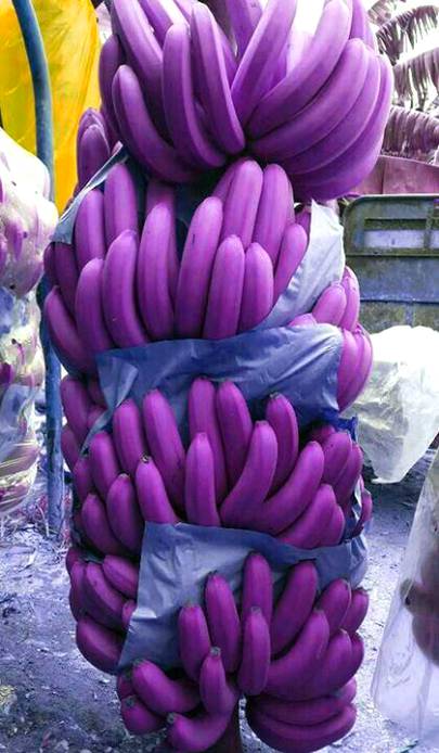 purple bananas