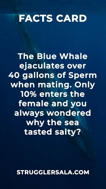 Do you know that about blue whale