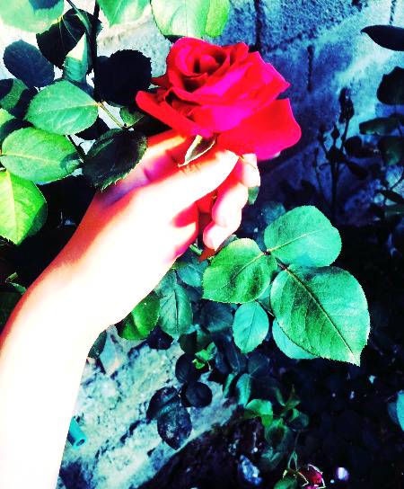 Love flowers๐น๐น๐ธ๐ธ