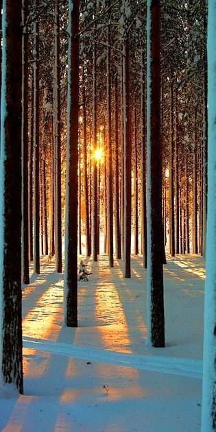 Morning view in forest🌅🌄