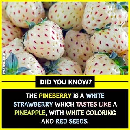 DID YOU KNOW??