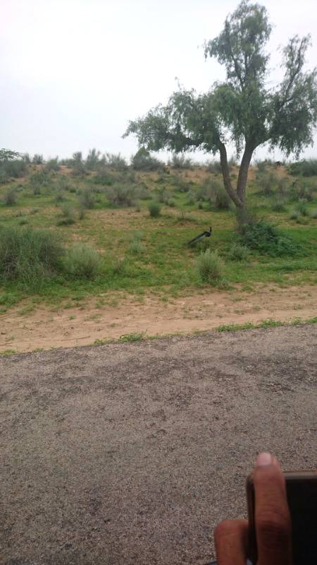MY GREAT THAR OF SINDH