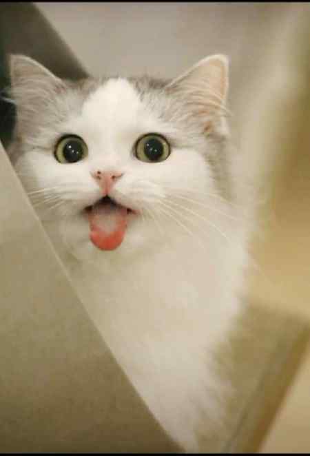 Noughty catπ
