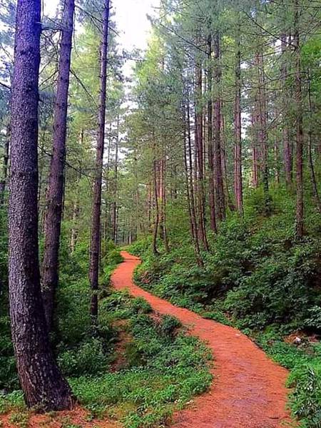 Bhurban Hiking track
HomeTown 
Murree❤❤