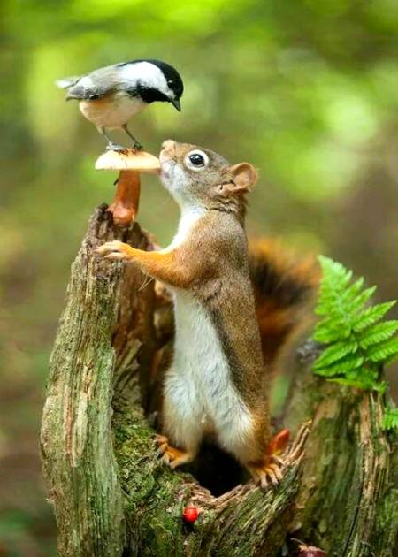 Beautiful capture.. Like to banta hy.