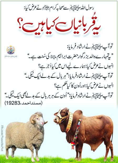 یہ قربانیاں کیا ہے