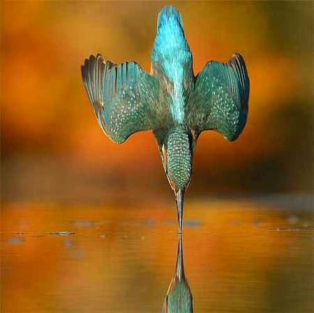 Amazing shot of bird 🔥 Explore nature 🔥