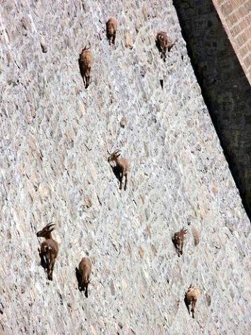Gravity Defying photos of big horn Sheep at the Buffalo Bill Dam...💕💕