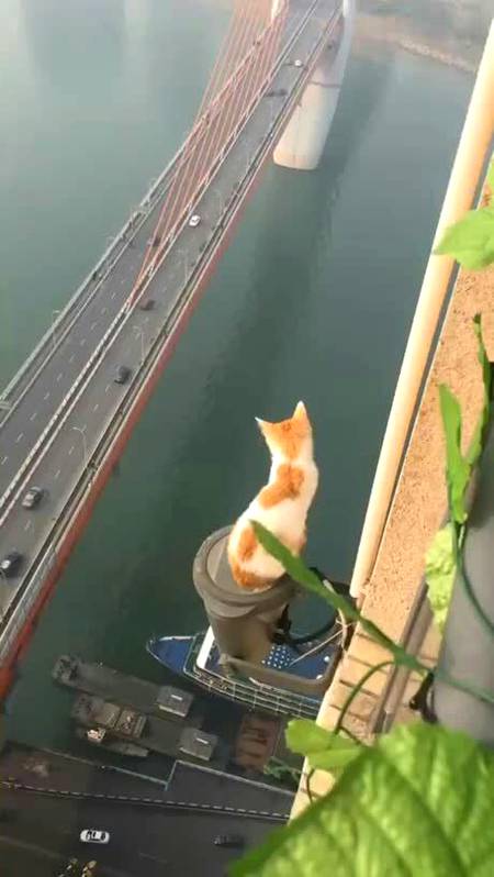 Supercat, the guardian of the city is watching you.