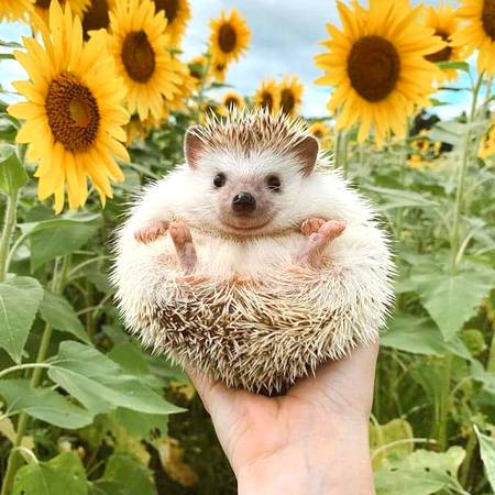 We love hedgehogs!