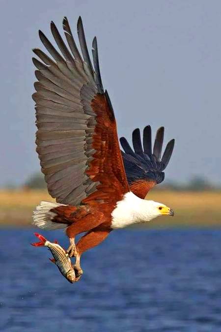 Incredible shot!