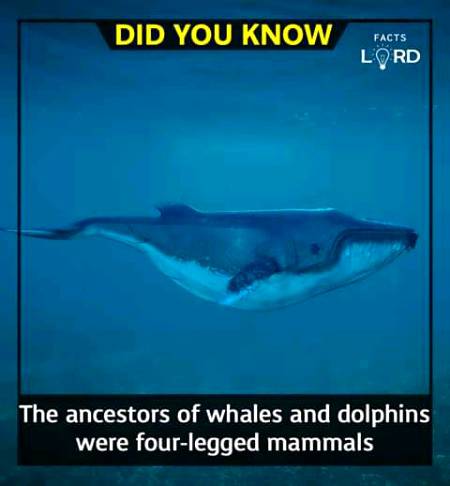 Unbelievable facts 💥💥