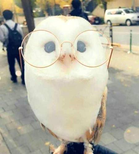 Kon ullu ha btao zra?