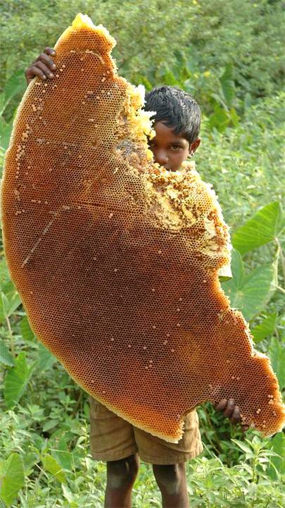 Hive of honey bees,Africa