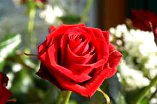 Tum say mlnay ko Dil krta hay 🌺💐💐🌹🏵️🌹🌹🌱🥀