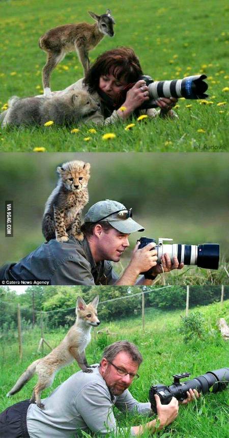 Koalas are very friendly to human ...see this pic