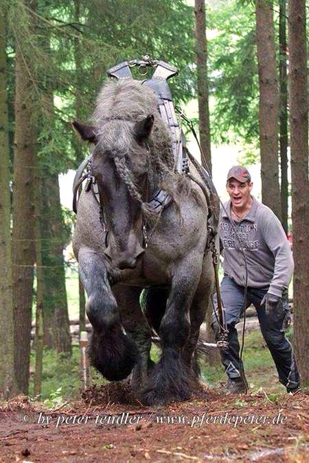 Unbelievable soooper horse