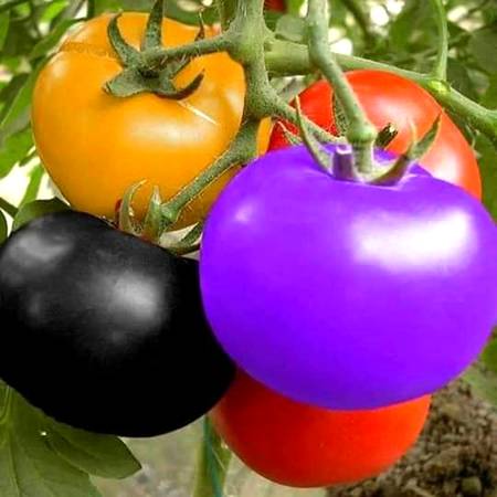 Rainbow colour tomatoes