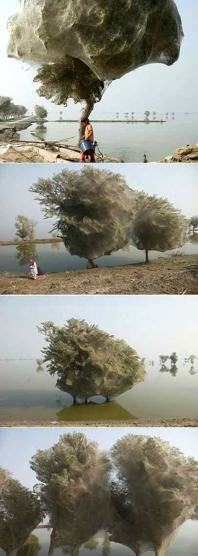 Spider web trees in Pakistan