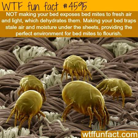 WTF fun fact