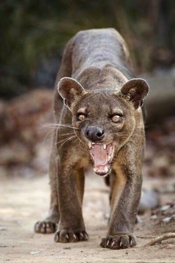 Dangerous animal__best photography 💕💕