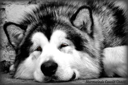 for dog lovers..
