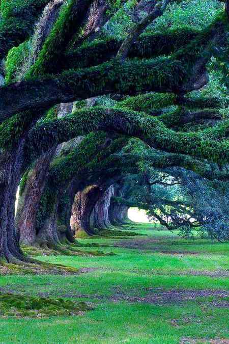 300 years old Oak Tree..Oak Aleey plantation Louisiana...USA😍😍😍😍🖤🖤