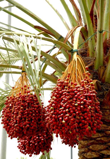 Braiding a strip every cluster of palm tree with every stick to prevent the falling down( Saudi Arabia)