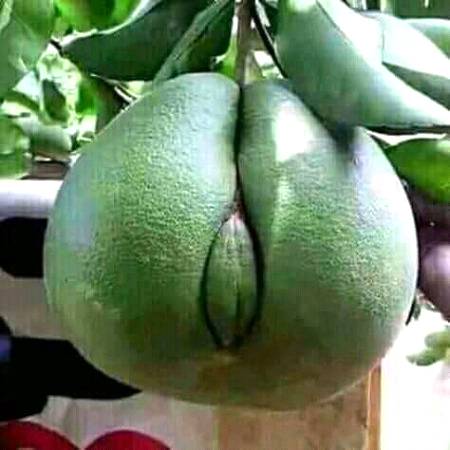 Tell Me Koun Sa Fruit Hai Yah ???