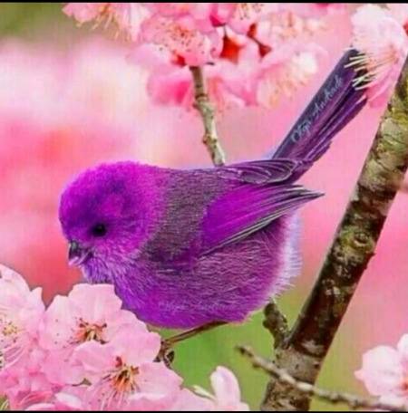 Beautiful bird