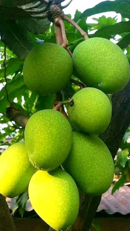 Baaghan vich fir jhoolay pae gay pakk giyaan mithiyan ambiyaan ..tu ghar aaja pardesi Teri meri ik jindri.