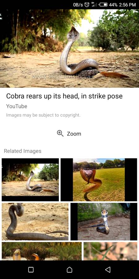 Cobra rears up its head, in strike pose😯