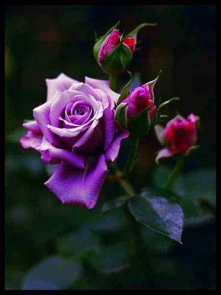 RaaT Ki TaNHai ME KHuSHi Sy JaB DuA MaanG0  LaGta Hai 🌷ALLAH🌷 sirF MEra Hai---G00D NiGHT FrNDz