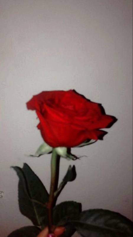 Aj phr Red Rose mila but aj pura bookay nahi single hay..Allah Jany kon bhejta hy
