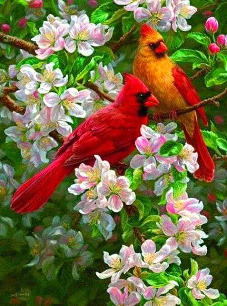 Beautiful birds ❤