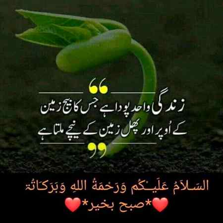 Wahid pohda hai...