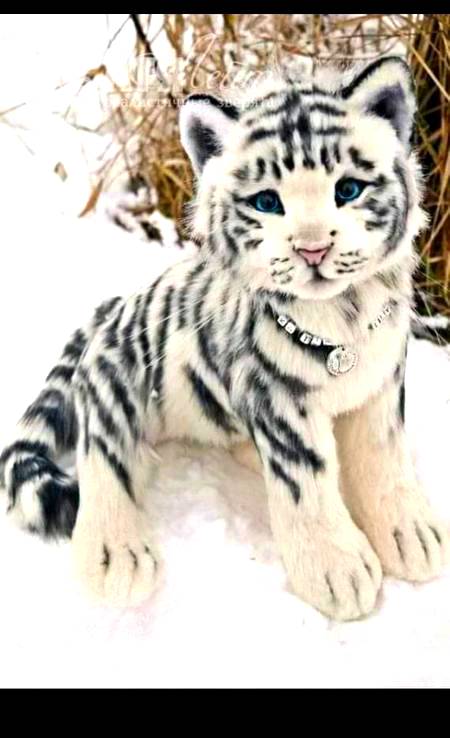 So cute cat look like 🐅!