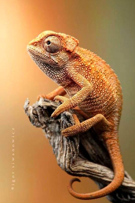 Wildlife photography!